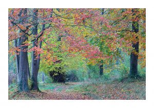 Parc de Flins à l’automne – au 200mm