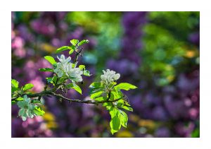 Au Parc de Flins – V’la le printemps