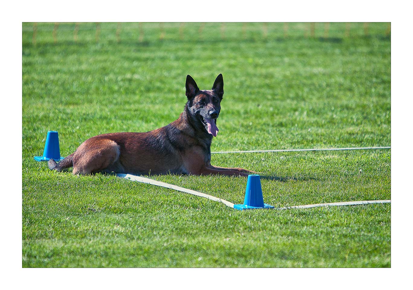 Epone – Championnat d’obéissance canine