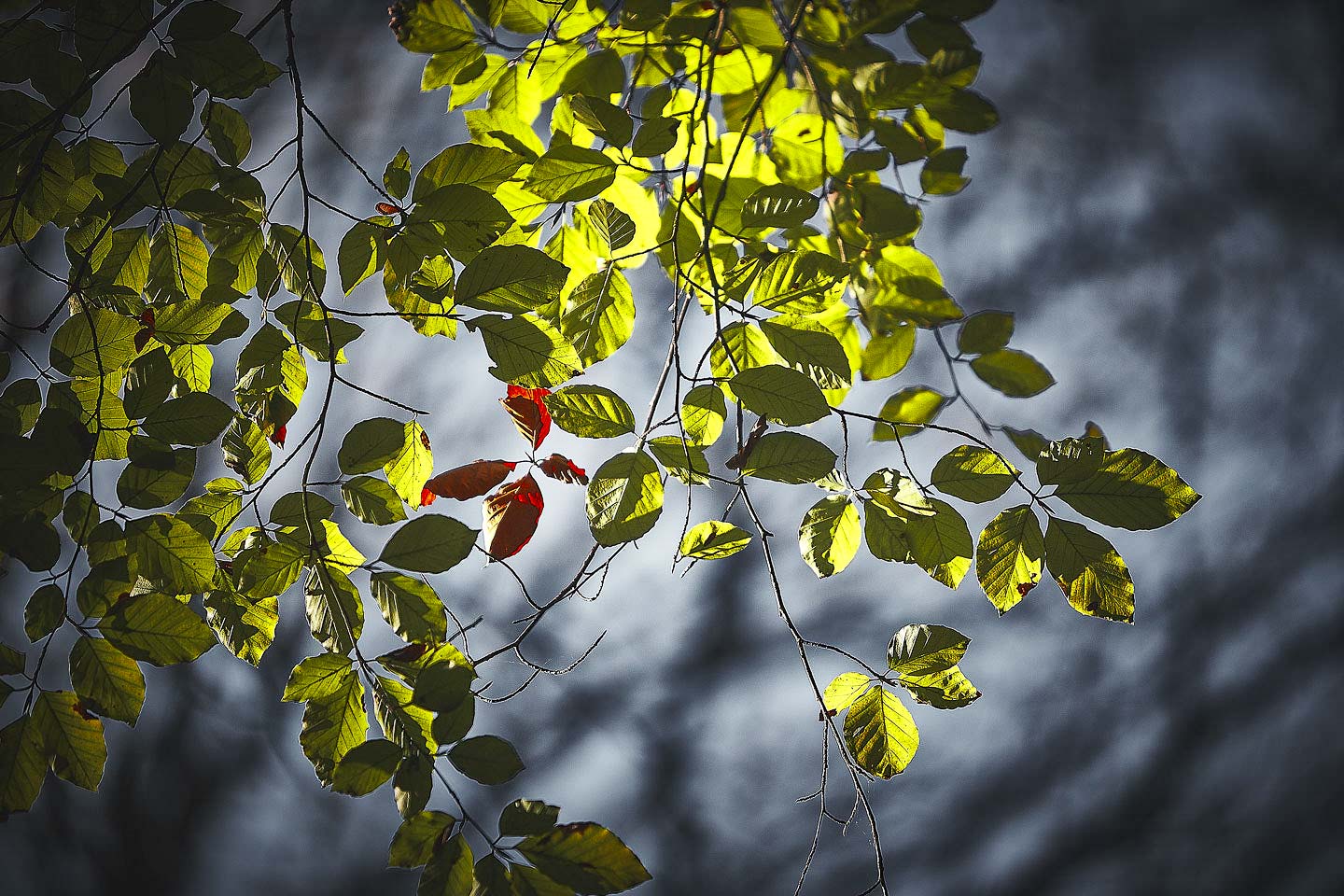 Couleurs d’Automne – Parc de Flins