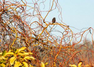 La Nature Au Giboin – Elisabethville