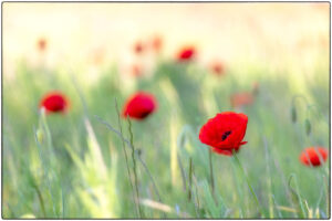 Champs de Coquelicots – Ecquevilly