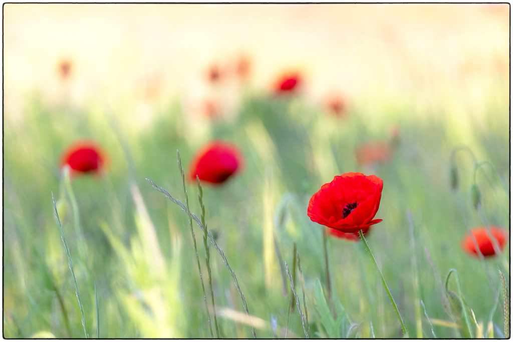 Champs de Coquelicots – Ecquevilly