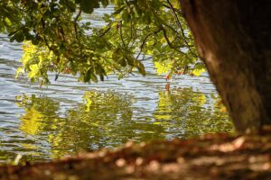 Bords de Seine – Meulan