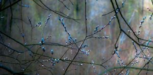 Parc de Flins – Balade de printemps