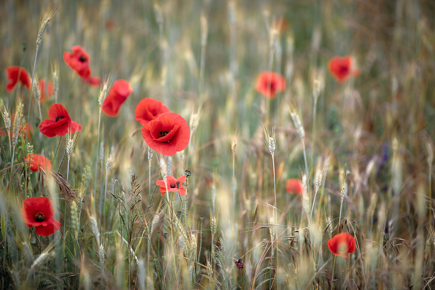 Champs de Coquelicots – La Haye