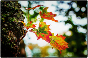 Couleurs d’Automne – Parc de Flins