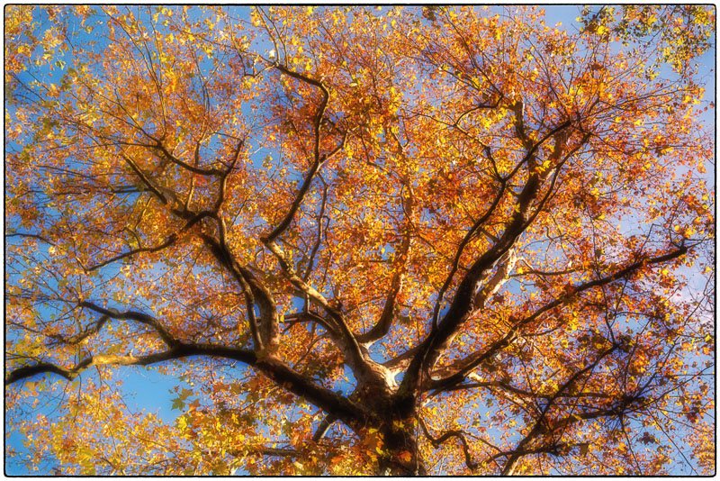 Couleurs d’Automne – Parc Meissonier