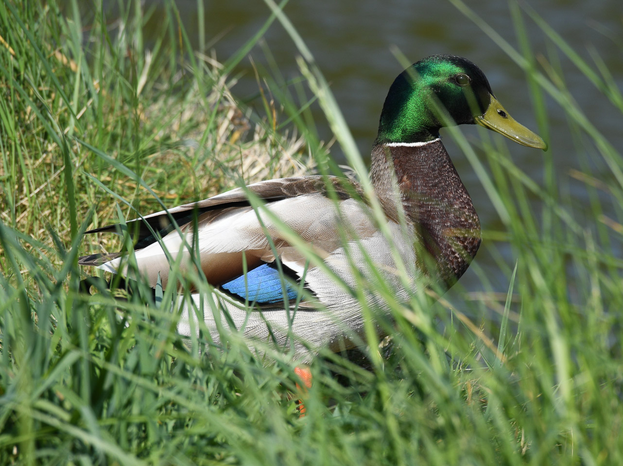 Parc de Sautour – Les Mureaux