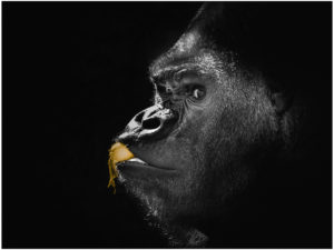 King Kong - Theme - K